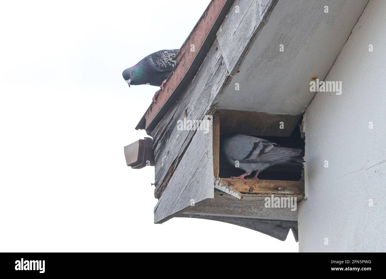 Pigeons nesting in the loft space of a house in the UK. Stock Photo