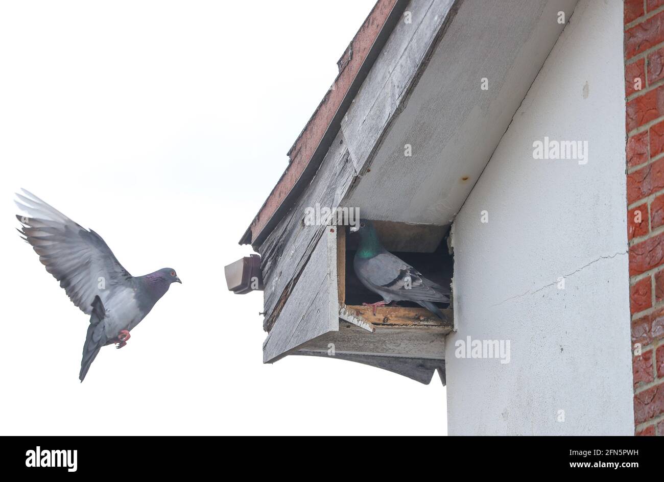 Pigeons nesting in the loft space of a house in the UK Stock Photo Alamy