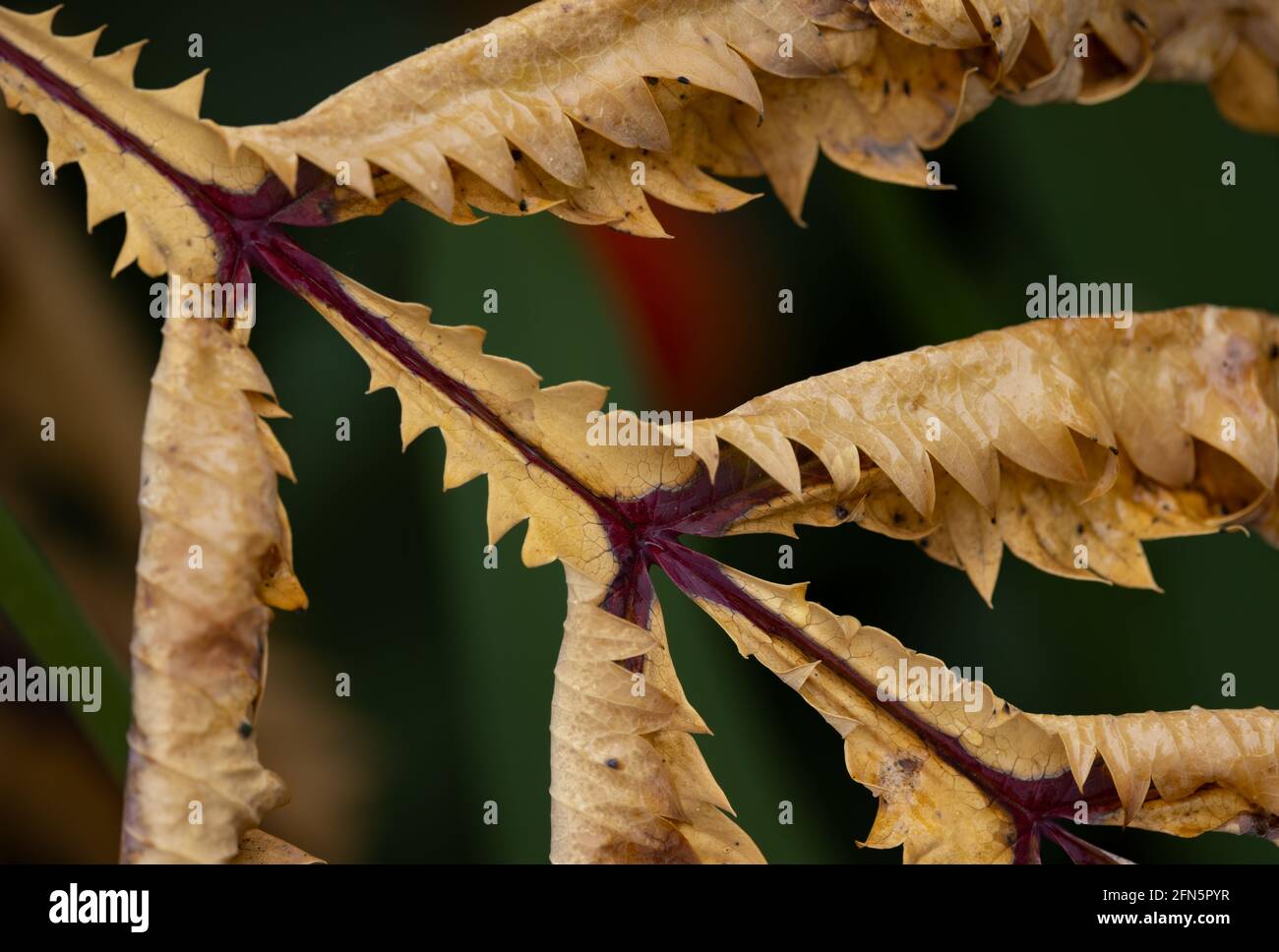 Giant Honey Flower plant leaves that are dying and dried, Victoria, BC, Canada Stock Photo Alamy