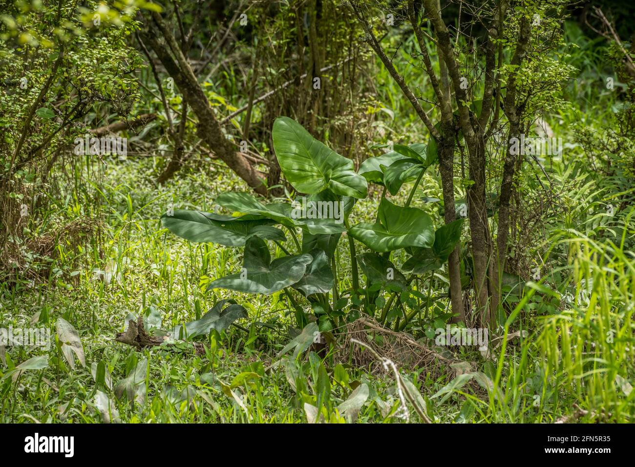 A giant arrowhead plant with huge leaves growing in shallow muddy water with other smaller arrowhead plants and grasses surrounding in the wetlands on Stock Photo