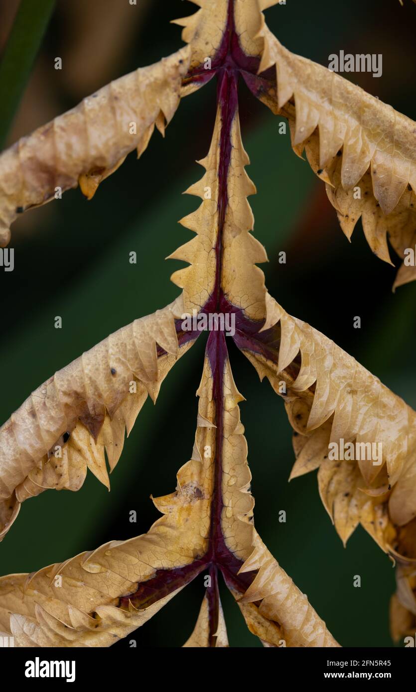 Giant Honey Flower plant leaves that are dying and dried, Victoria, BC, Canada Stock Photo Alamy