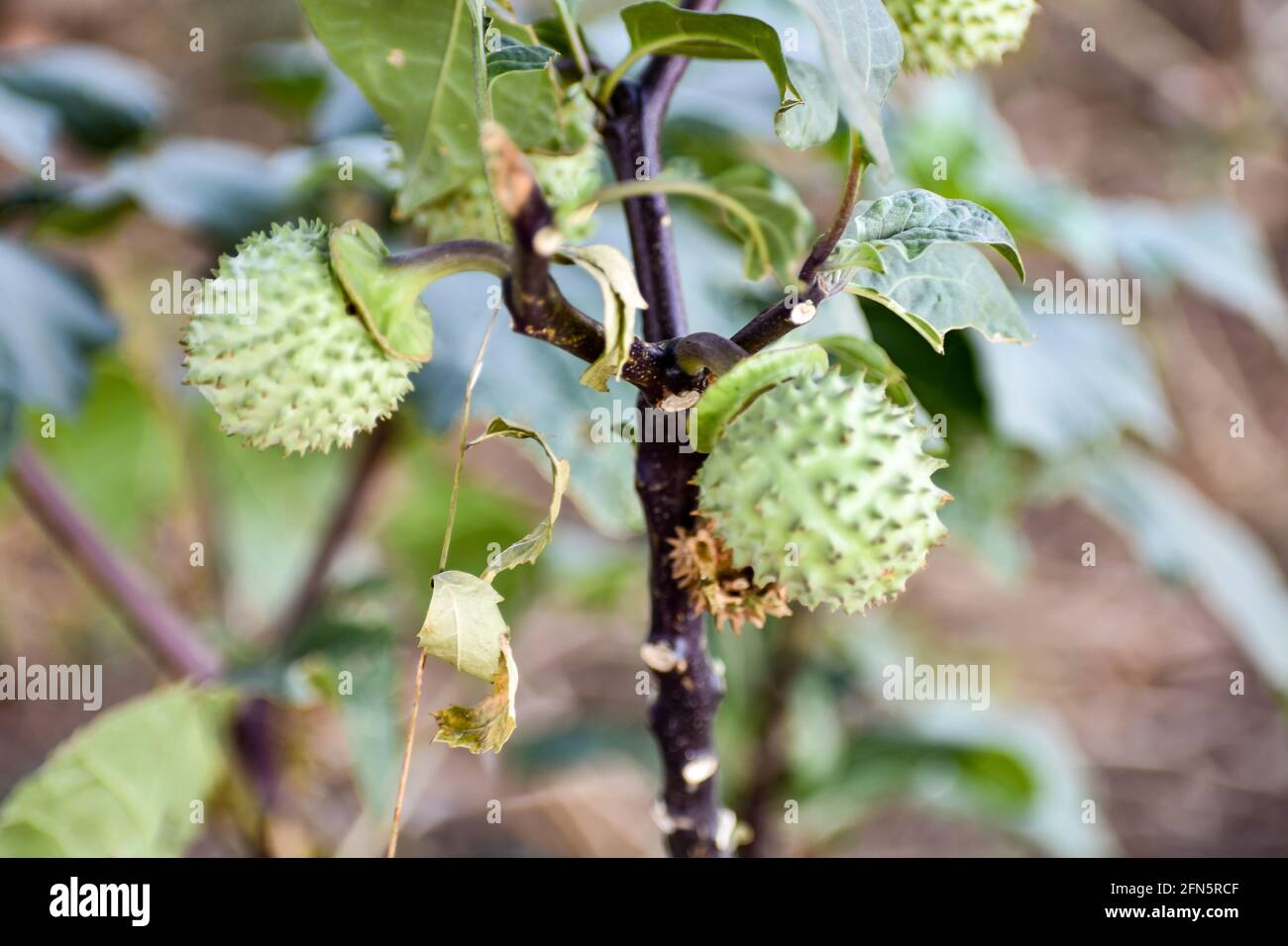 Thorn Apple (Datura) fruit growing on tree close view in an indian garden in summer season snap. Stock Photo