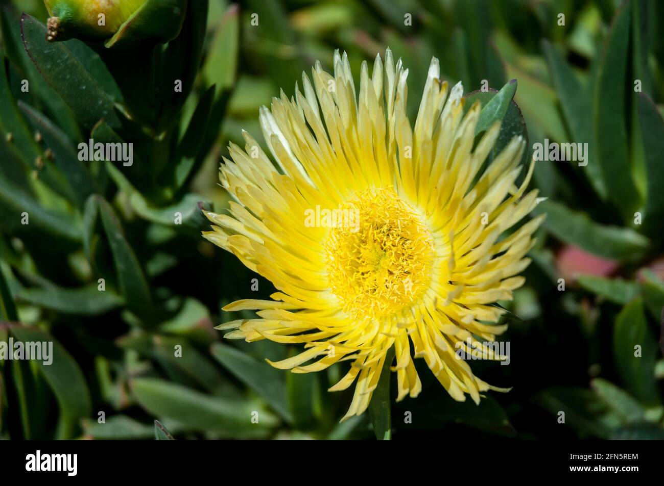 yellow flower jordan 1s