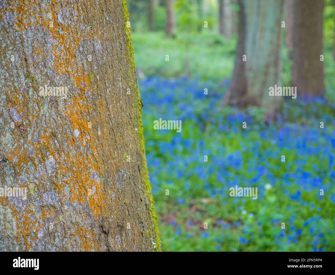 Spring Colours, Moss and Lichen on Tree, with Bluebells, Bones Wood, Henley-on-Thames, Oxfordshire, England, UK, GB. Stock Photo