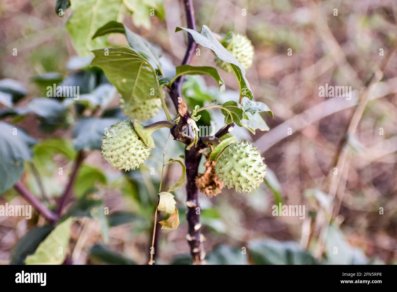 Thorn Apple (Datura) fruit growing on tree close view in an indian garden in summer season snap. Stock Photo