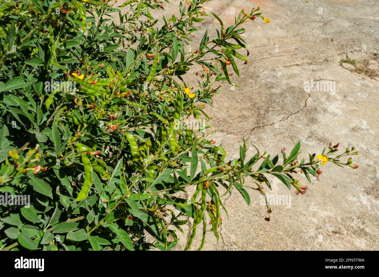 Pigeon Peas Tree Blossoms Stock Photo Alamy