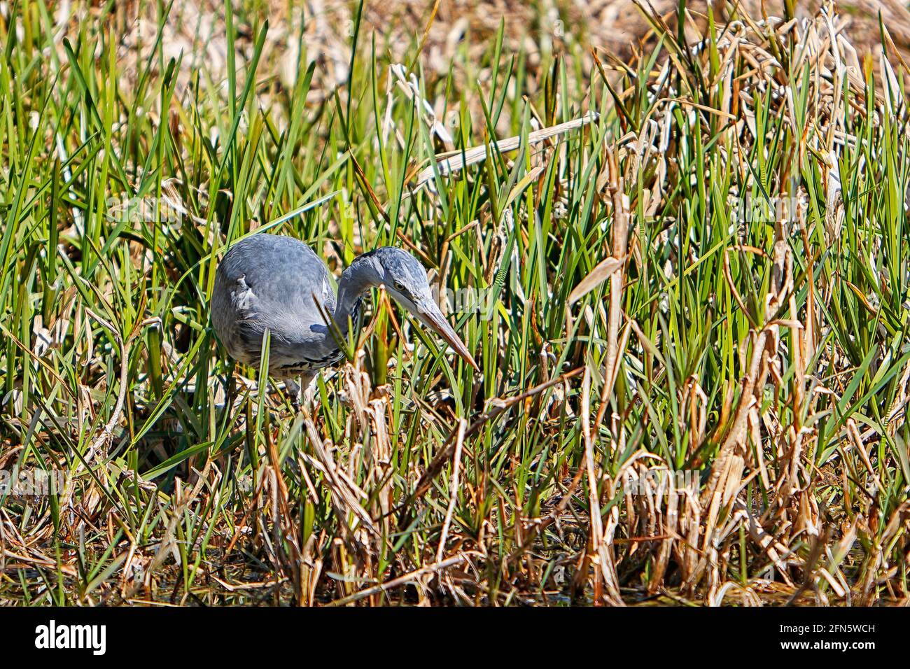 Grey Heron (Ardea Cinerea) hunting / stalking in reed beds on the river bank, A bird of wetland areas Stock Photo