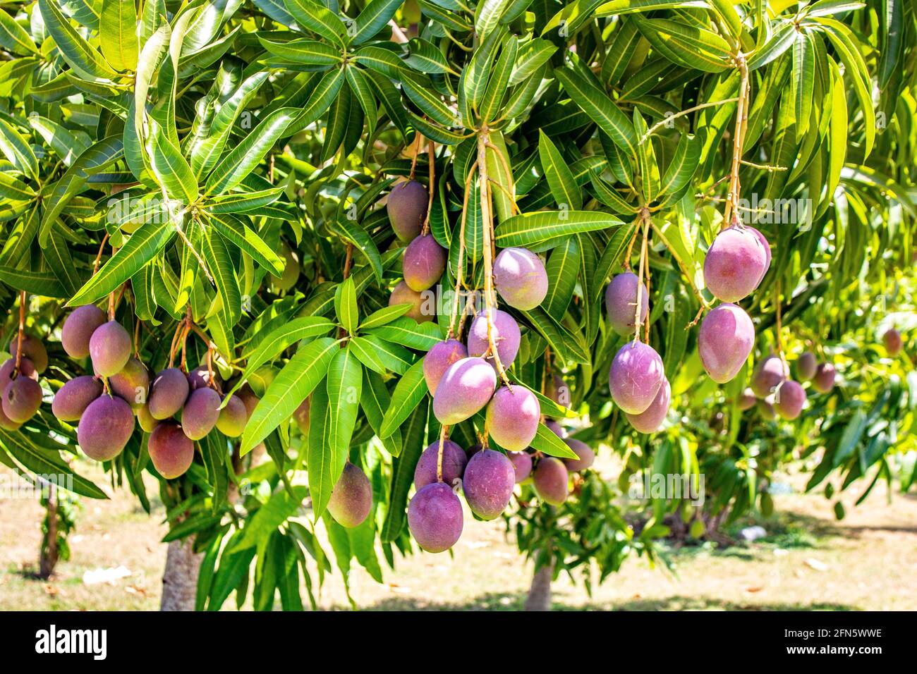 Orchard of Mango trees Stock Photo Alamy