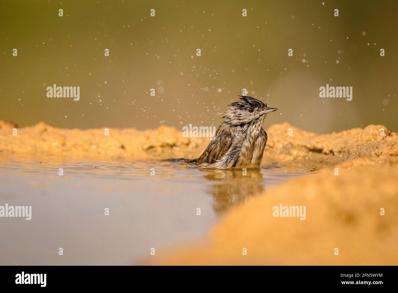 Blackcap (Sylvia atricapilla) bathing in a pond, seen from a hide in Batea (Tarragona province, Catalonia, Spain) ESP: Curruca capirotada bañándose Stock Photo