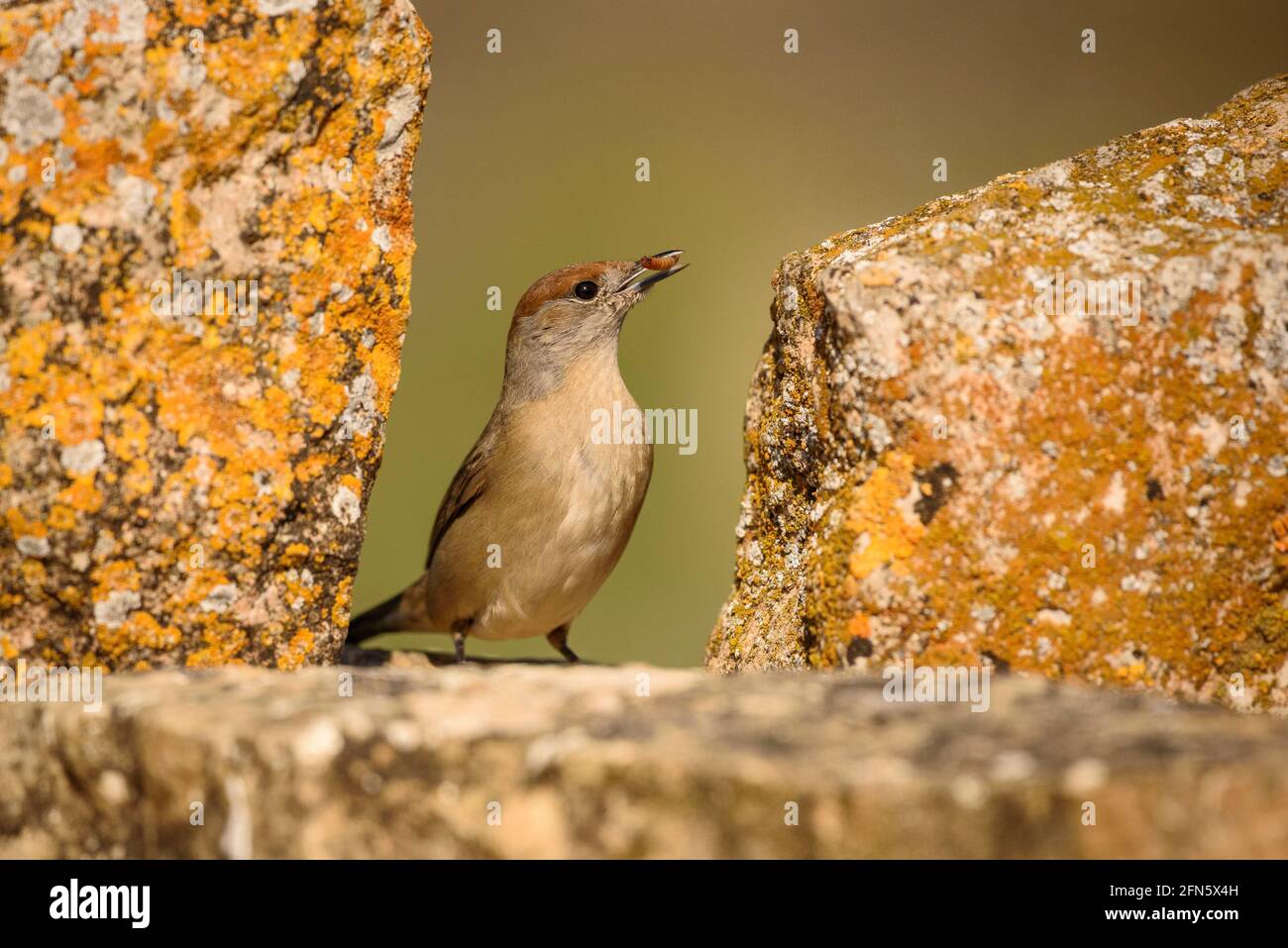 Blackcap (Sylvia atricapilla) photographed from a hide in Batea (Tarragona province, Catalonia, Spain) Stock Photo