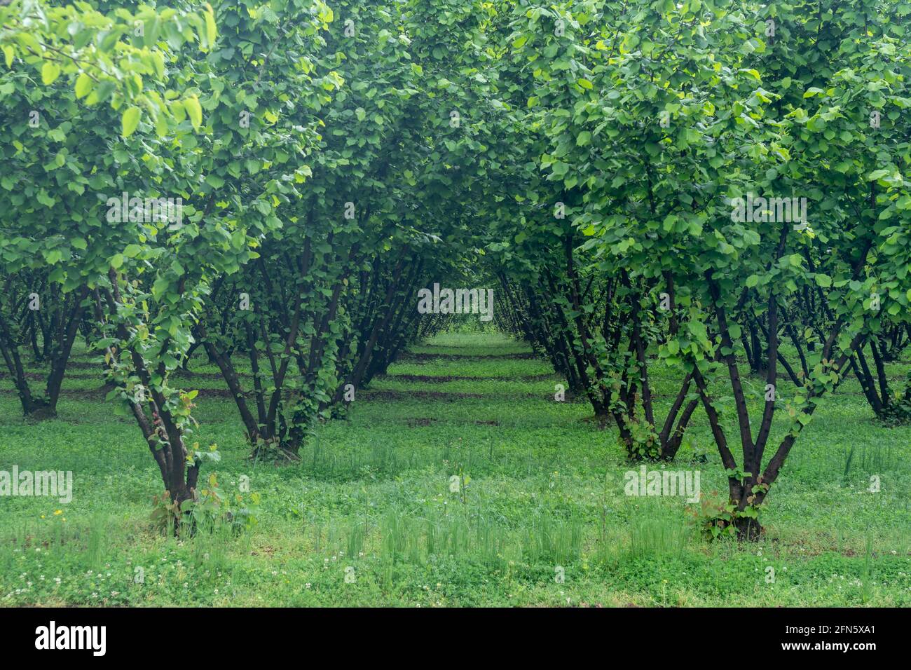 Rows of hazelnut plantation in Samegrelo region. Agriculture