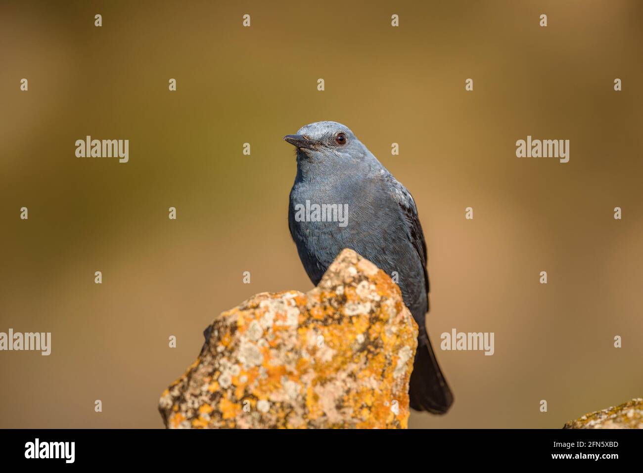 Blue rock thrush (Monticola solitarius) with an intense blue plumage in ...