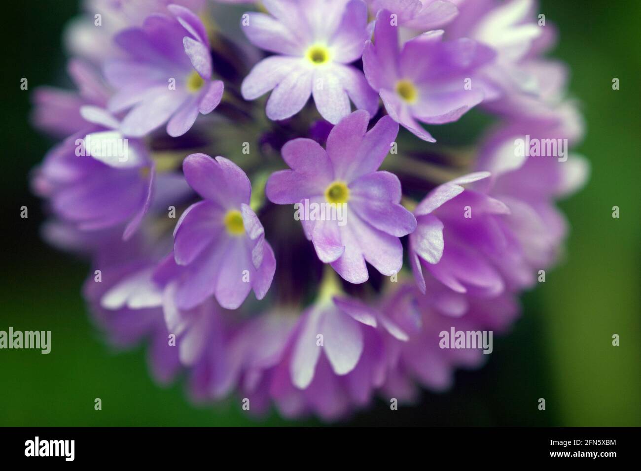 Close up of Primula denticulata drumstick flower head Stock Photo