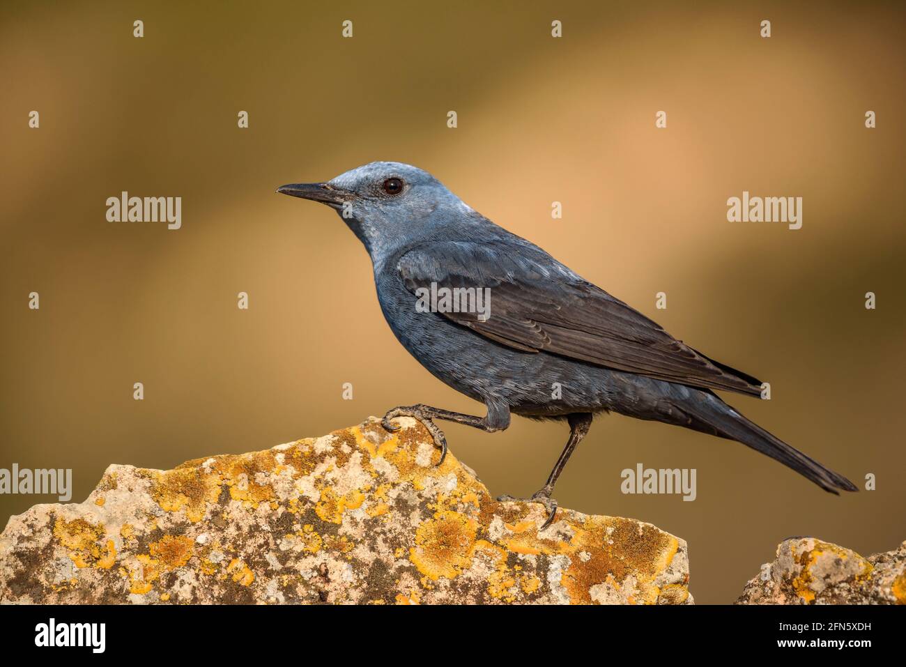 Blue rock thrush (Monticola solitarius) with an intense blue plumage in ...