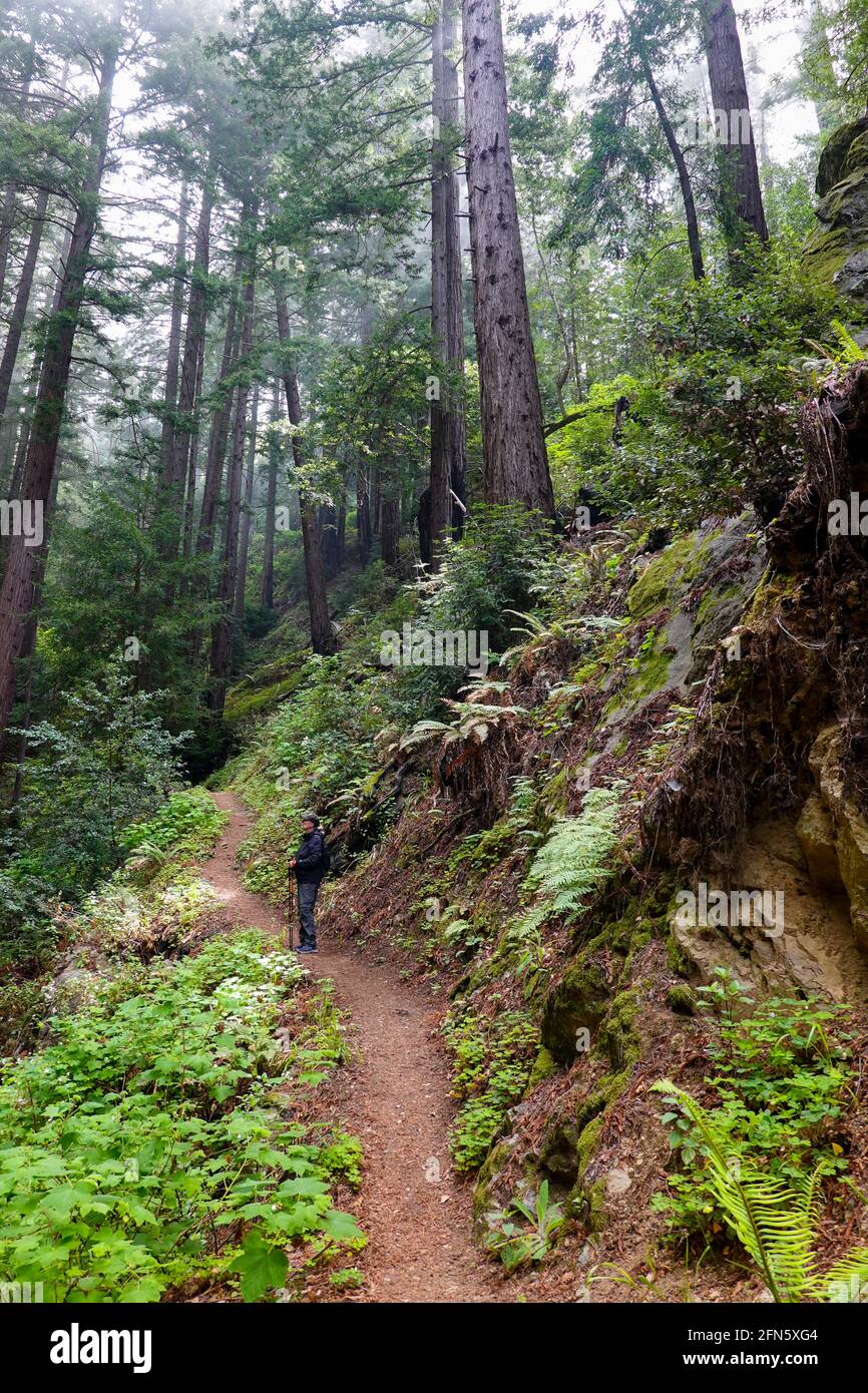 Woman walking on the tan bark trail in Big Sur California runs up through a coastal canyon of redwood trees  in Julia Pfeiffer Burns state park Stock Photo