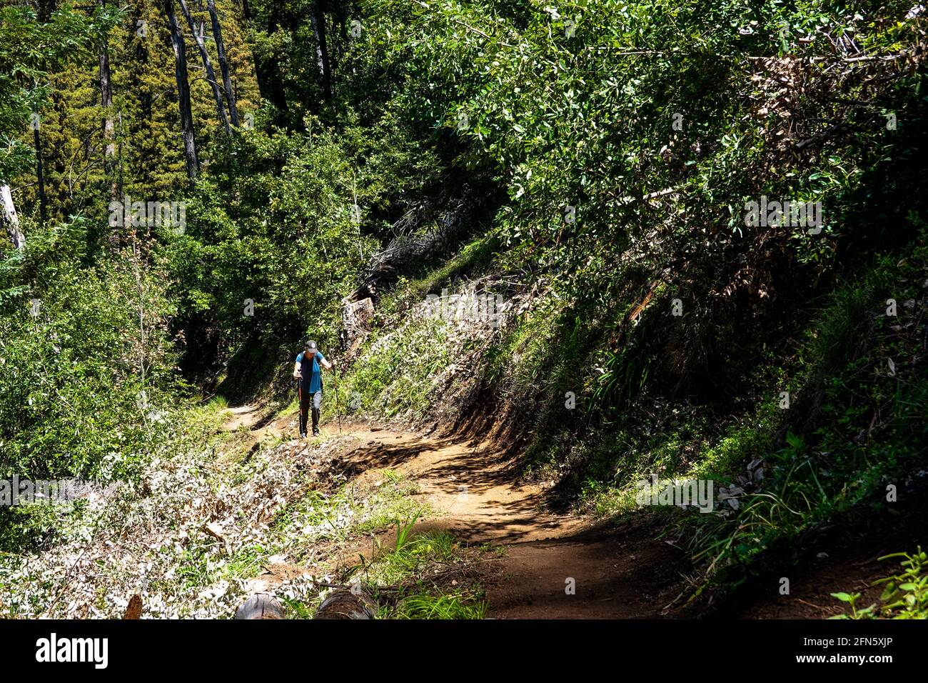 Woman hiking on the tan bark trail Big Sur California that runs up through a coastal canyon of redwood trees  in Julia Pfeiffer Burns state park Stock Photo