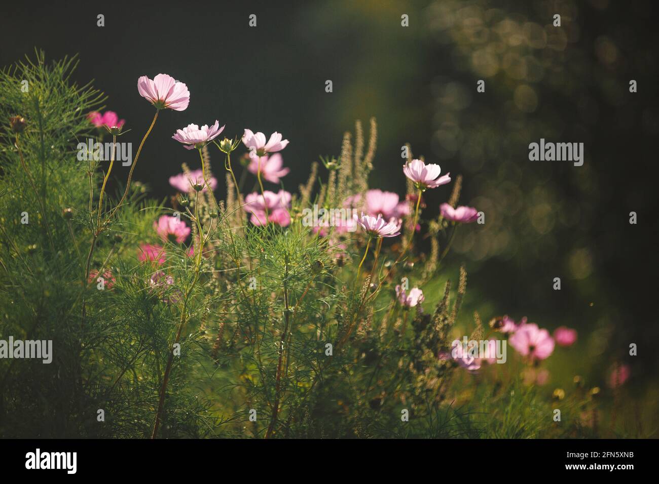 A patch of pink Cosmos flowers are lit up by late afternoon sunlight Stock Photo