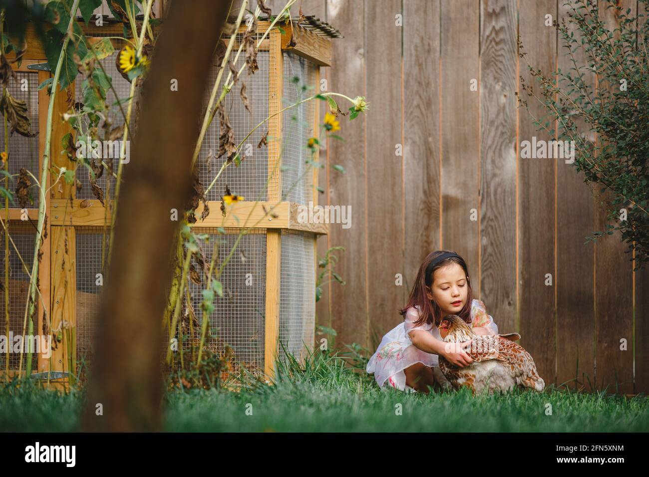 A beautiful little girl kneels down in grass to pick up a chicken Stock Photo
