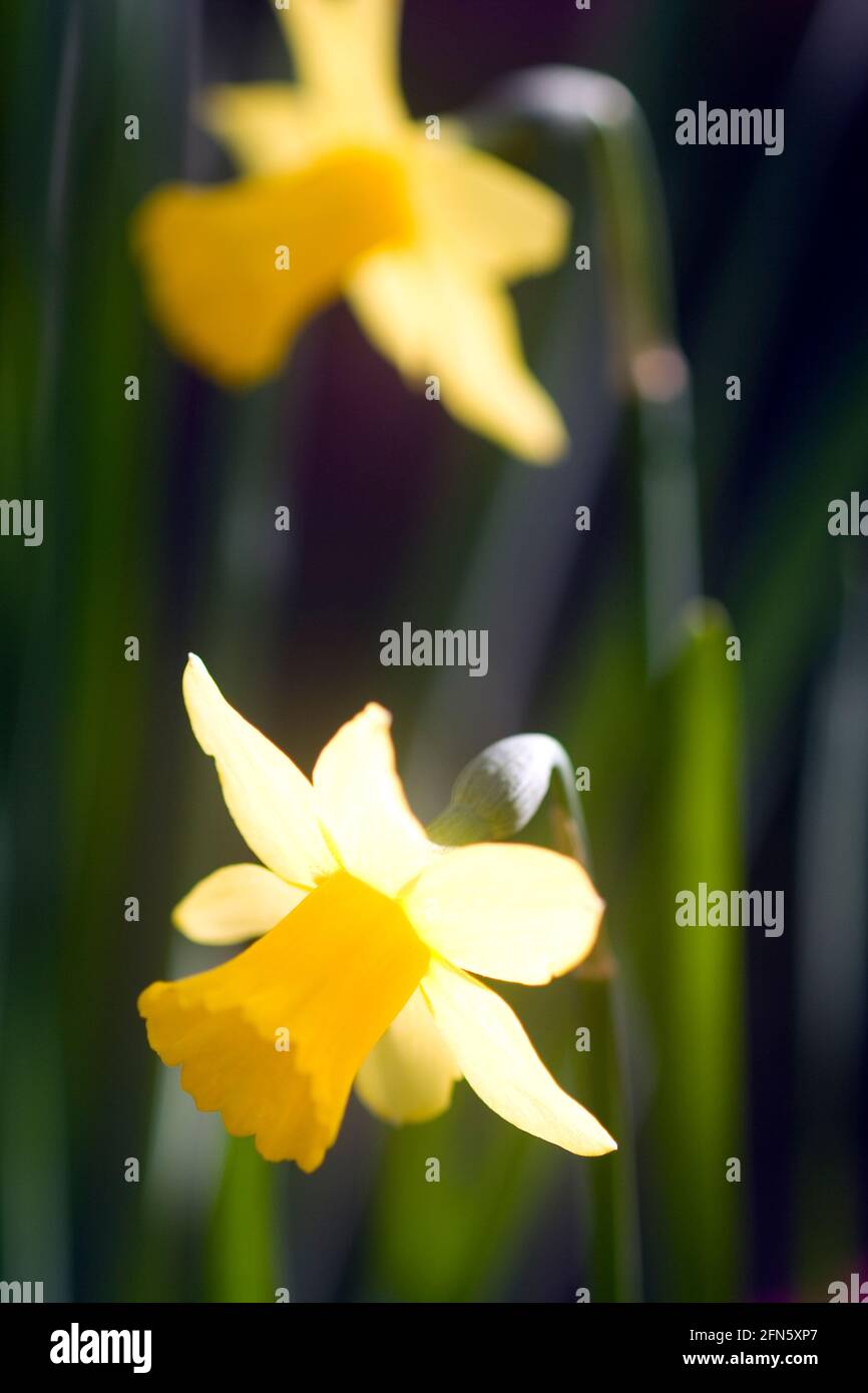 Yellow and white daffodils in spring sunshine Stock Photo