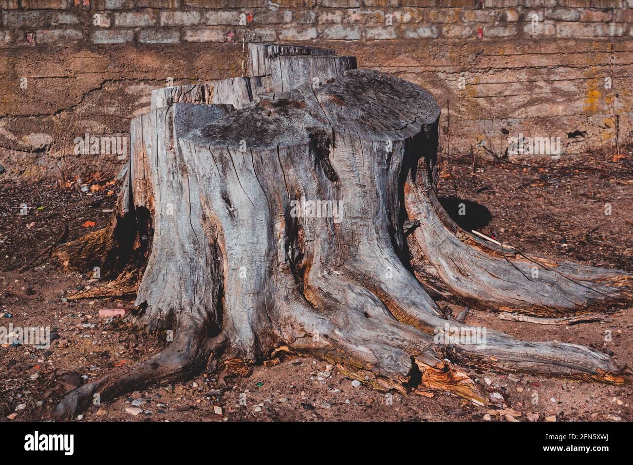 Tree Roots Collapsed Wall Tree damage wall hi-res stock photography and images - Alamy
