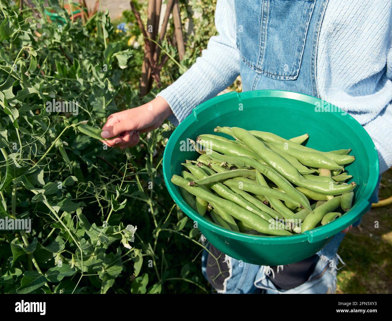 Broad Beans Support High Resolution Stock Photography and Images Alamy