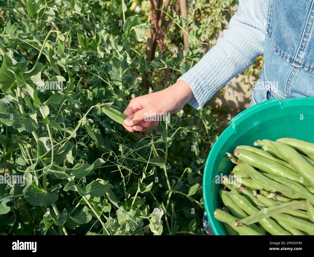 Broad Beans Support High Resolution Stock Photography and Images - Alamy