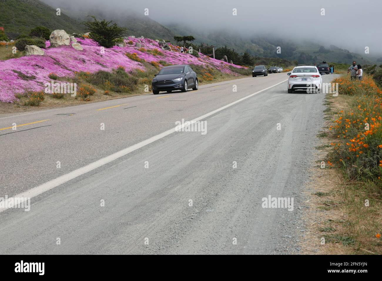 Wildflowers growing alongside California highway one (Pacific coast