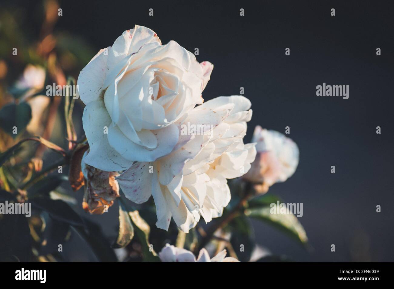 white roses in the golden hour Stock Photo Alamy