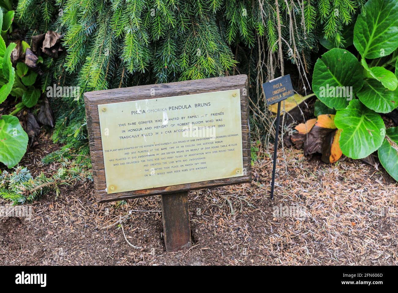 A rare conifer tree, Picea Omorika 'Pendula bruns' at Bressingham Gardens, Bressingham, Diss, Norfolk, England, UK Stock Photo