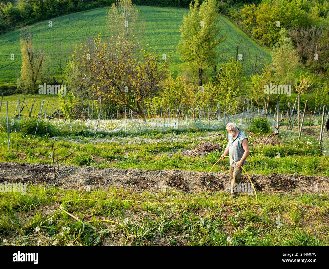 Senior farmer  watering the organic vegetables Stock Photo