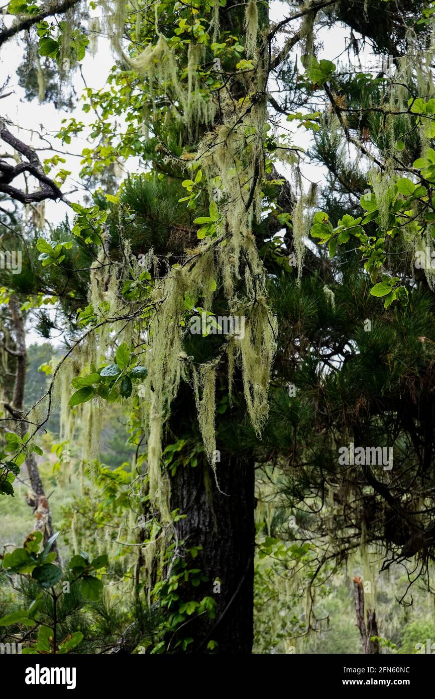 California's State Lichen: Lace lichen (Ramalina menziesii)  growing on Monterey pines in  San Simeon State Park San Luis Obispo County. Stock Photo