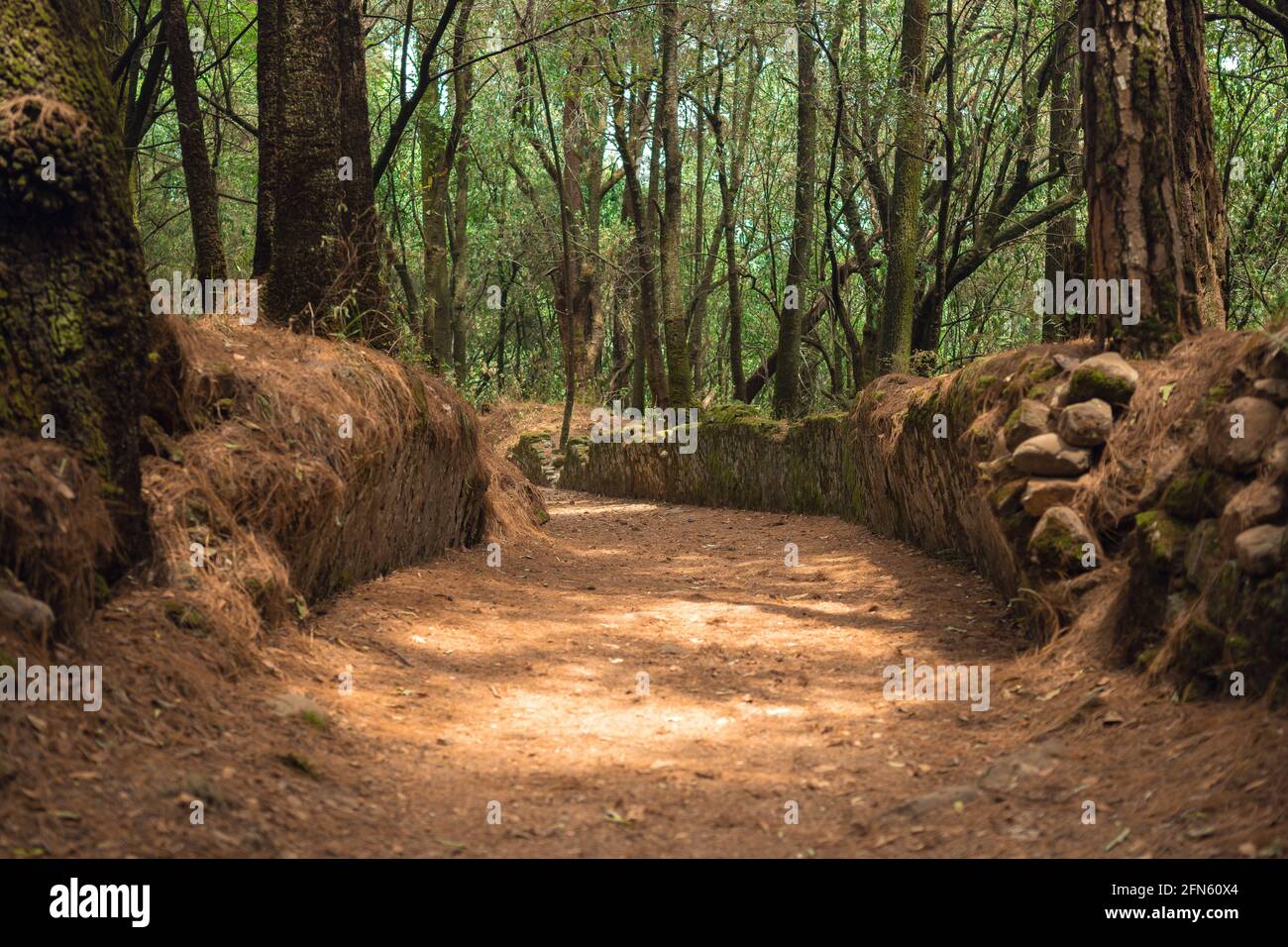 Old cobbled path in the forest, concept of mysterious forest, magic ...