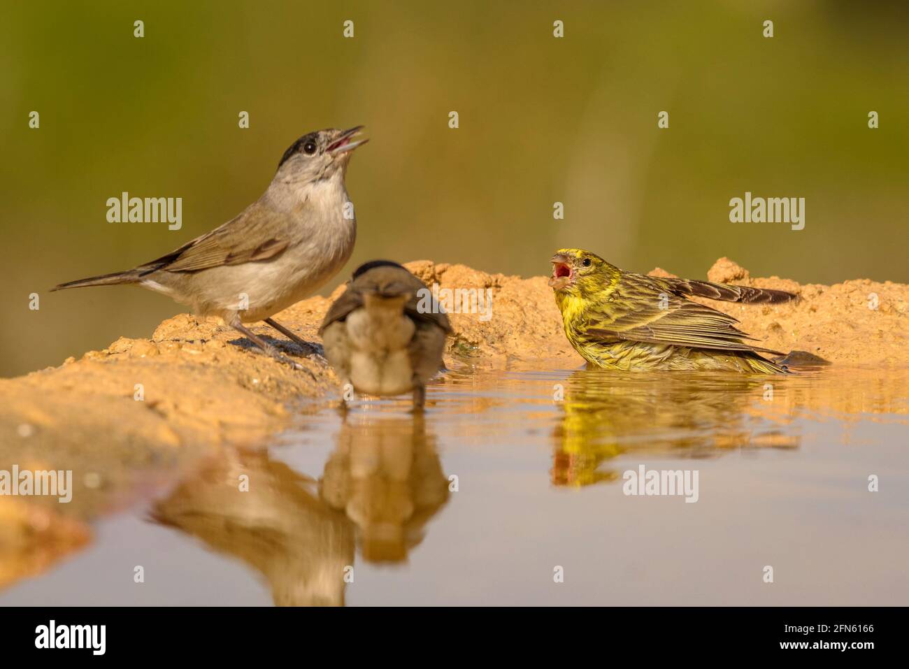 Serin (Serinus serinus) and two blackcap (Sylvia atricapilla), bathing in a pond, seen from a hide in Batea (Tarragona province, Catalonia, Spain) Stock Photo