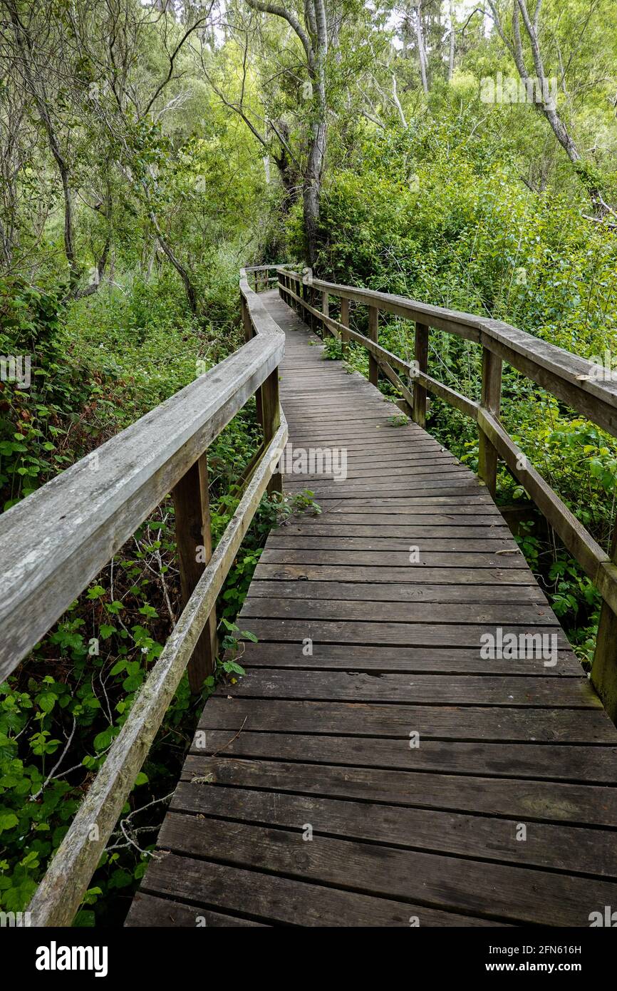Wooden walkway through a forest trail in Hearst San Simeon State Park, Central coast California . San Luis Obispo County Stock Photo