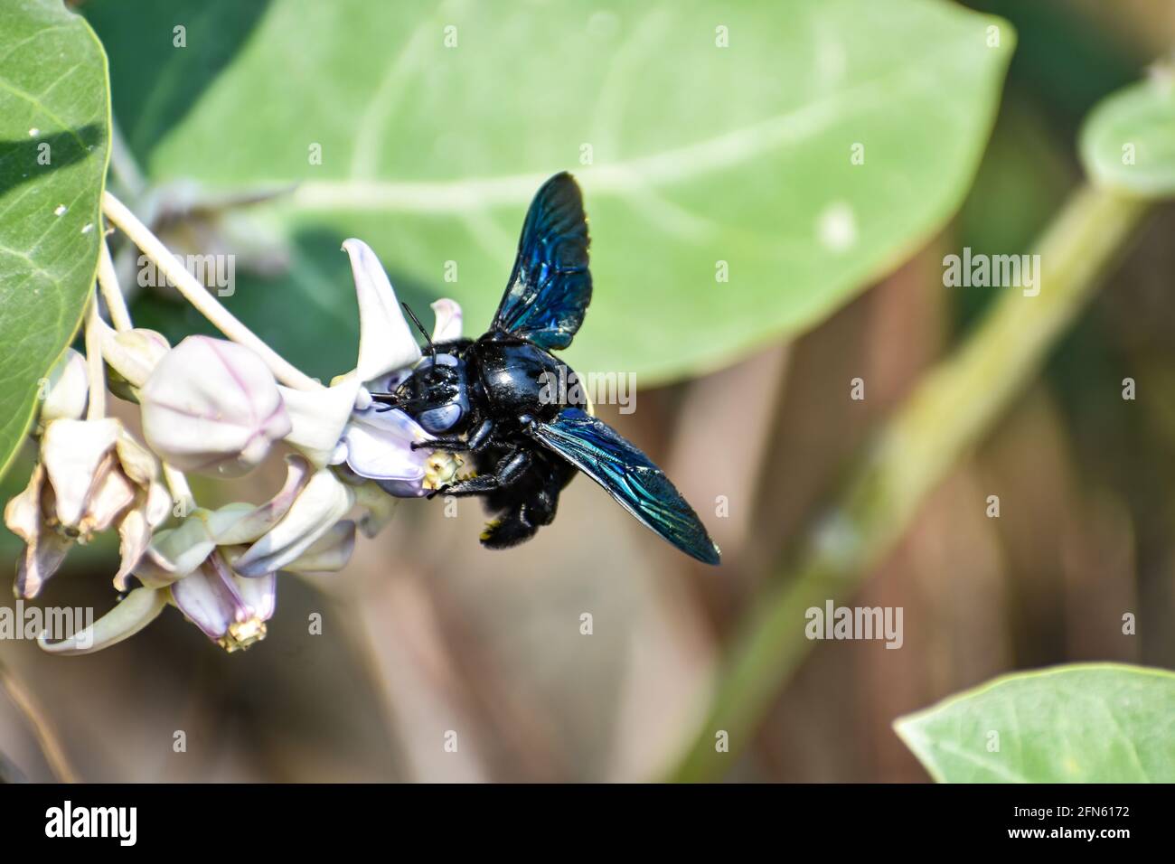 close view of Bumble Bee or carpenter bee or Xylocopa valgaon on  Calotropis procera or Apple of Sodom flowers. Perched On Flower Stock Photos & Bumbl Stock Photo