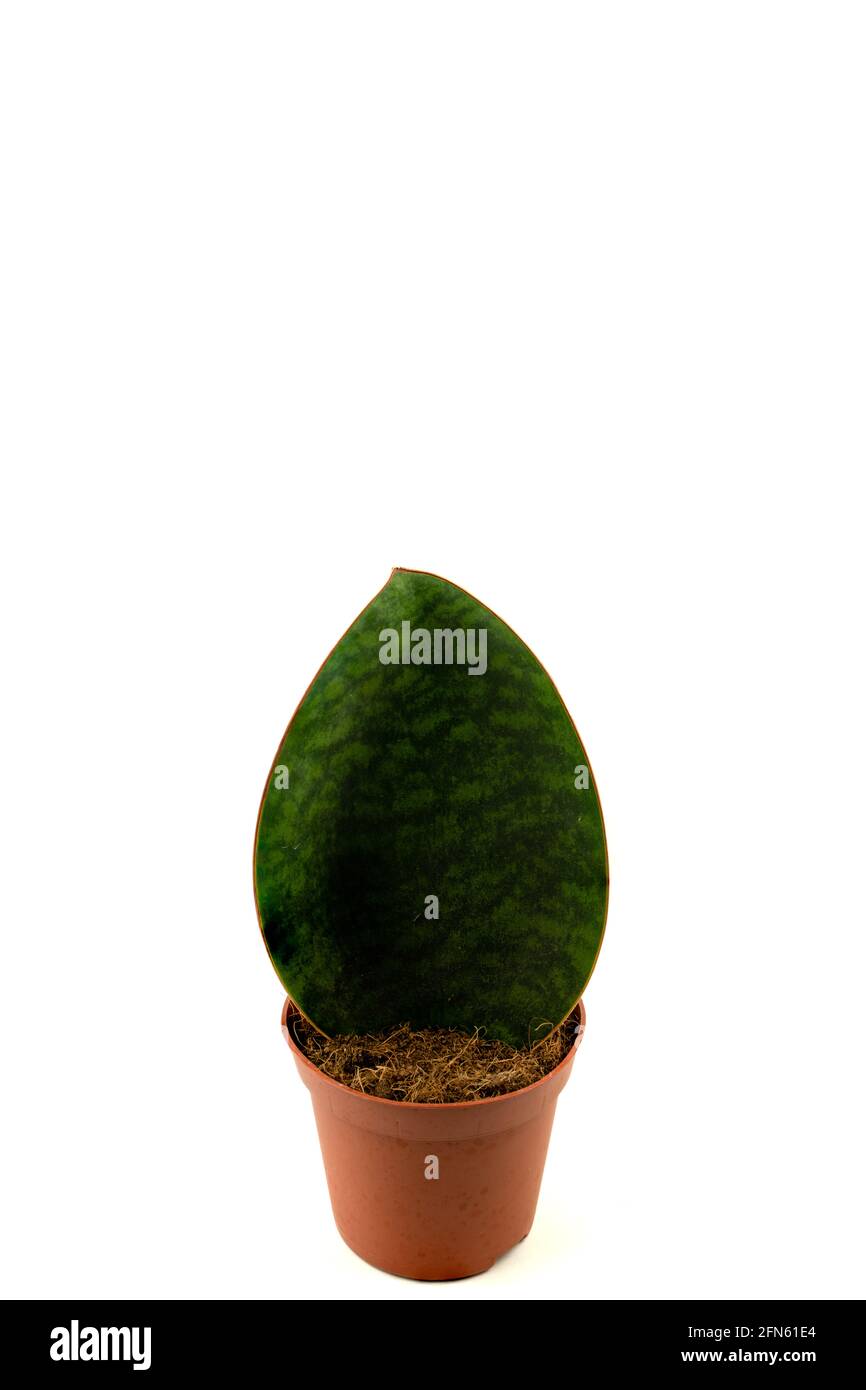 sansevieria masoniana in pot with white background, top view Stock Photo