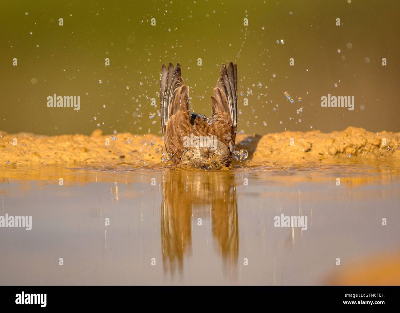 Serin (Serinus serinus) bathing in a pond, seen from a hide in Batea (Tarragona province, Catalonia, Spain) ESP: Verdecillo bañándose en una charca Stock Photo