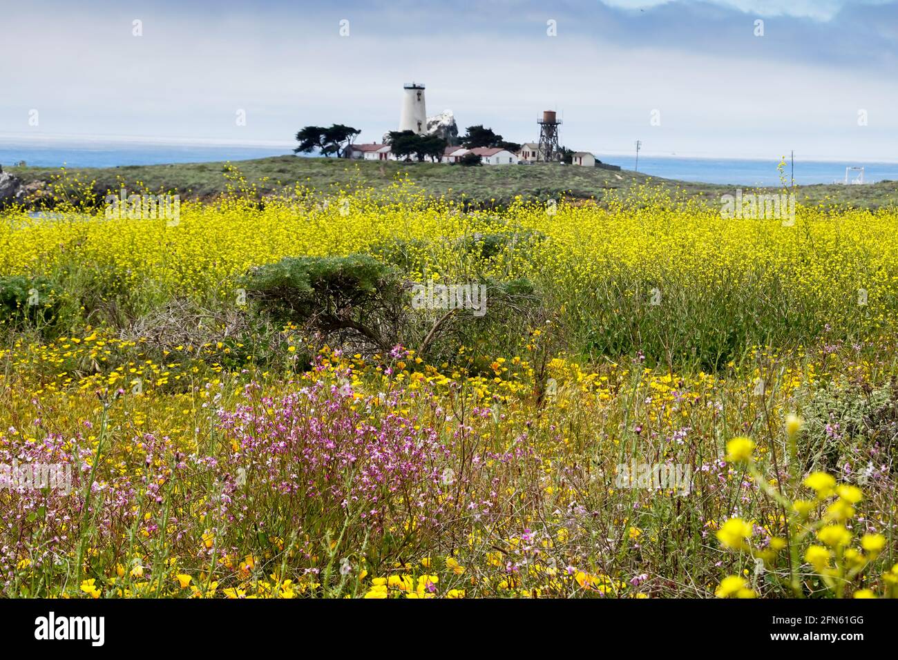 California coast wildflowers hi-res stock photography and images - Alamy