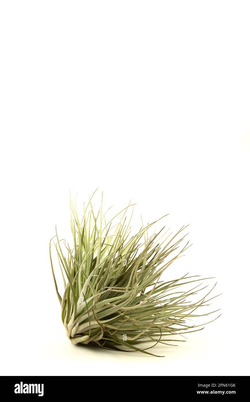 tillandsia in with background, seen closely Stock Photo