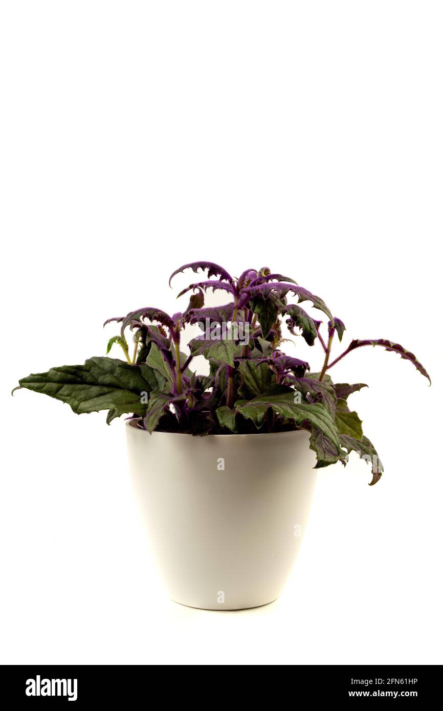 gynura aurantiaca in pot with white background Stock Photo