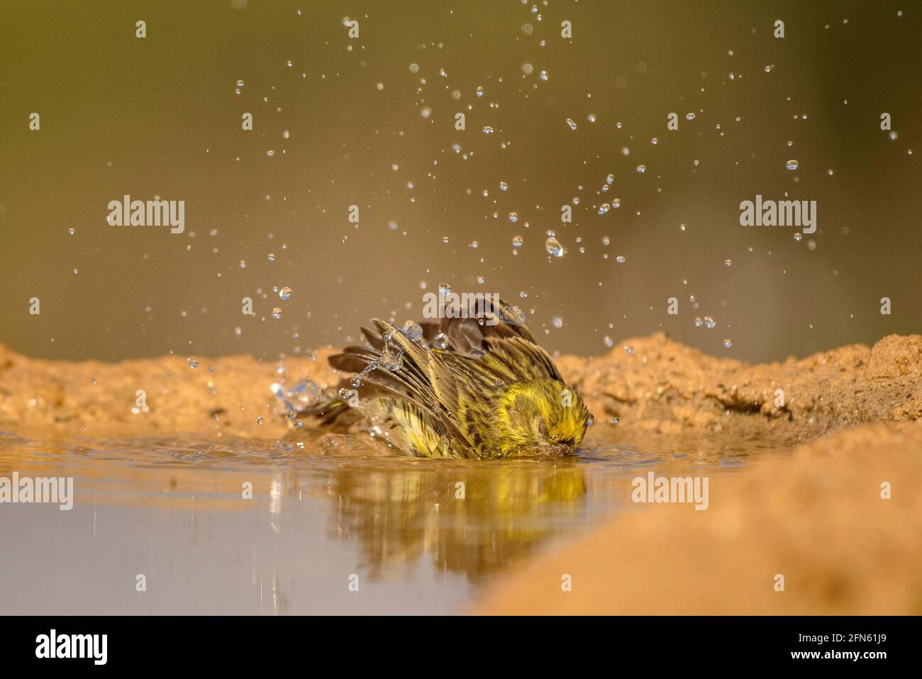 Serin (Serinus serinus) bathing in a pond, seen from a hide in Batea (Tarragona province, Catalonia, Spain) ESP: Verdecillo bañándose en una charca Stock Photo