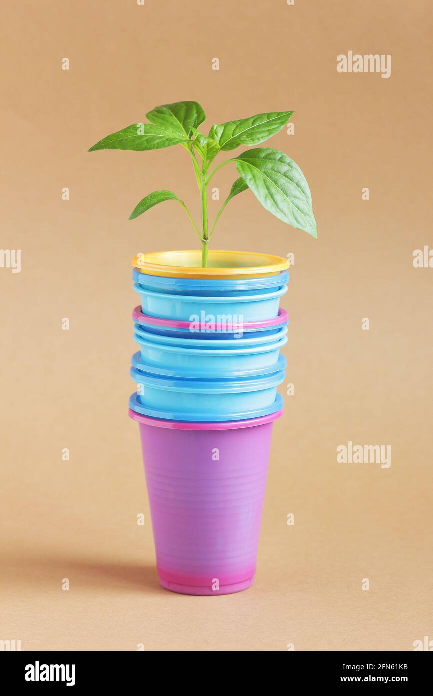 Plant seedlings in plastic containers  - cups from coffee or any drink, closeup, recycling waste, disposable sustainable living, zero waste, refill re Stock Photo