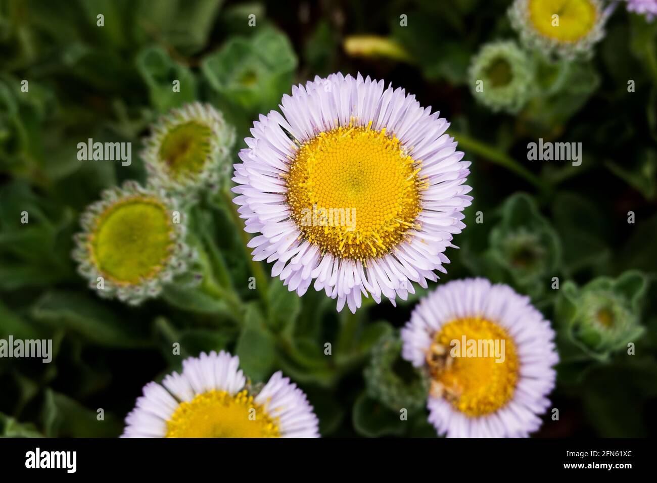 Seaside daisy hires stock photography and images Alamy