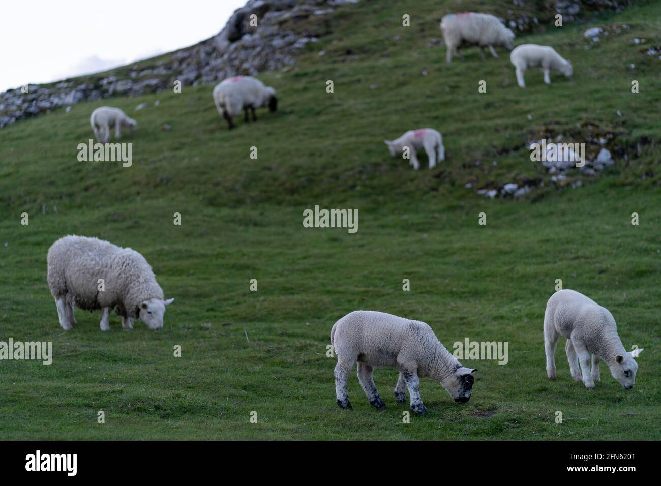 Sheep and lambs on the beautiful green meadow Stock Photo - Alamy