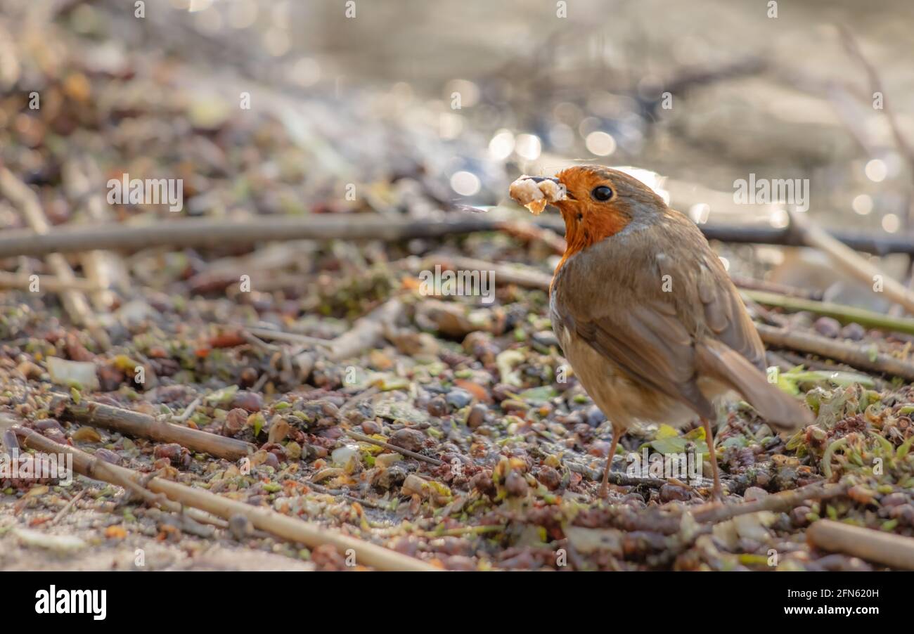 Small cute European robin holding a bread crumb in its beak Stock Photo