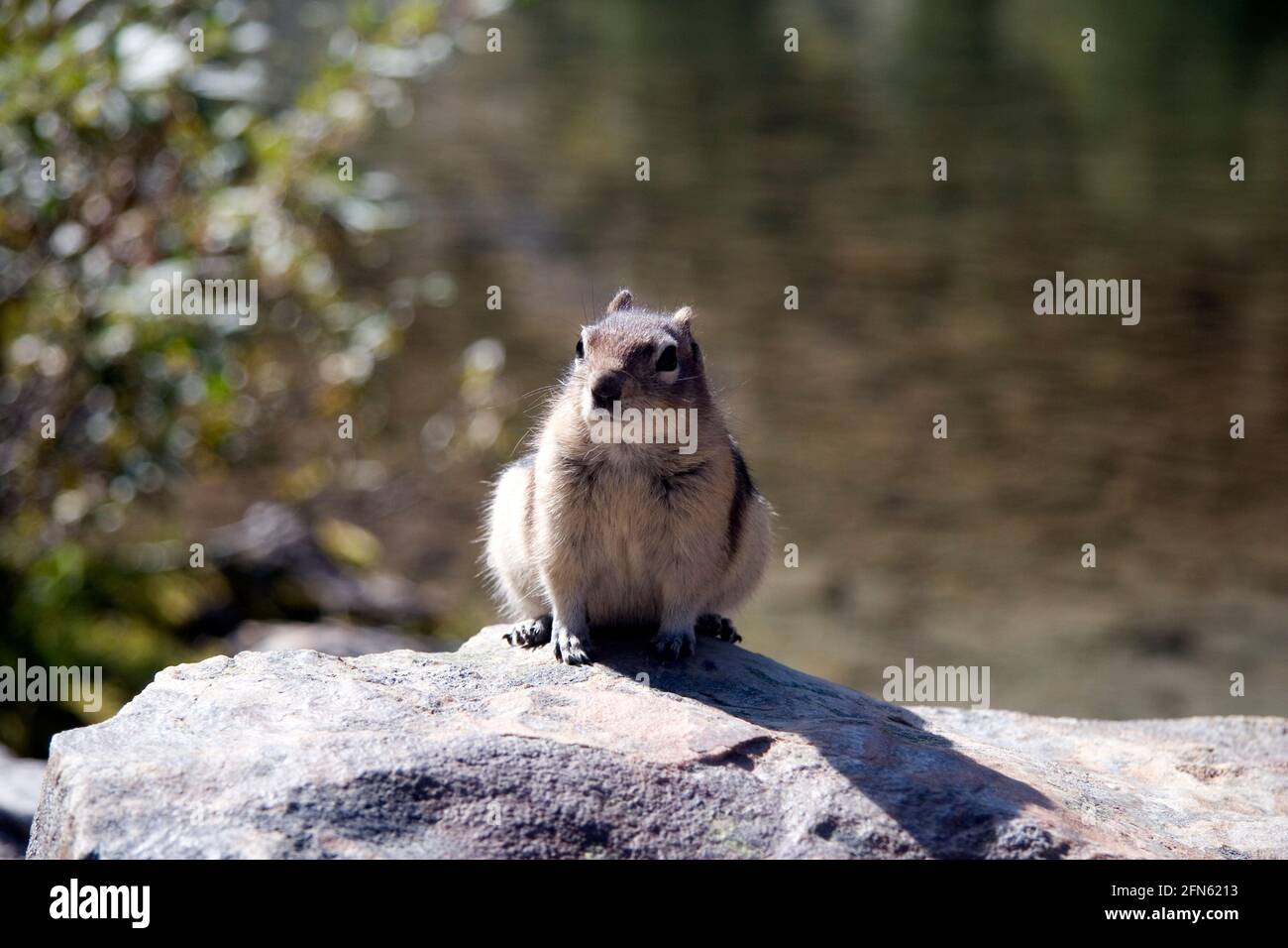 Golden-mantled ground squirrel on rocks near Lake Louise, Banff National Park, Canada Stock Photo
