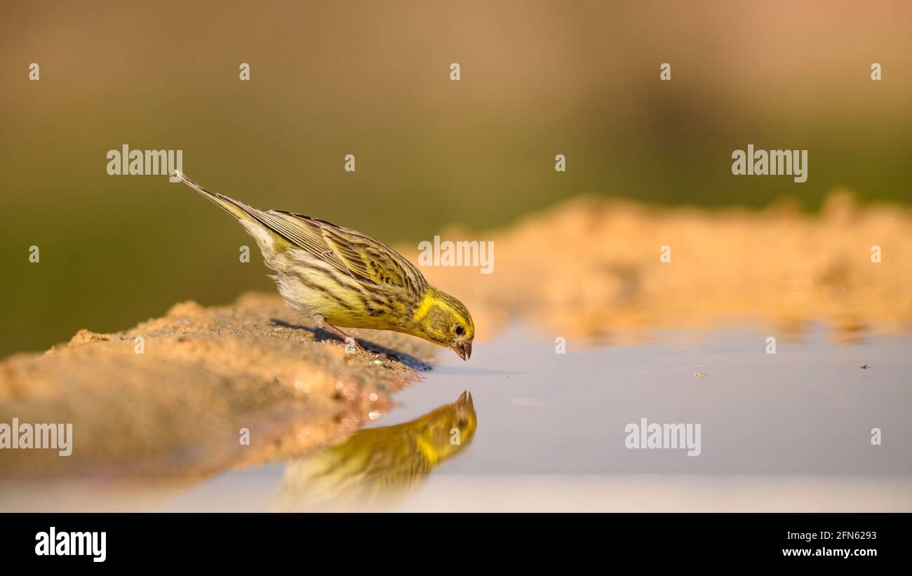 Serin (Serinus serinus) drinking in a pond, seen from a hide in Batea (Tarragona province, Catalonia, Spain) ESP: Verdecillo bebiendo en una charca Stock Photo