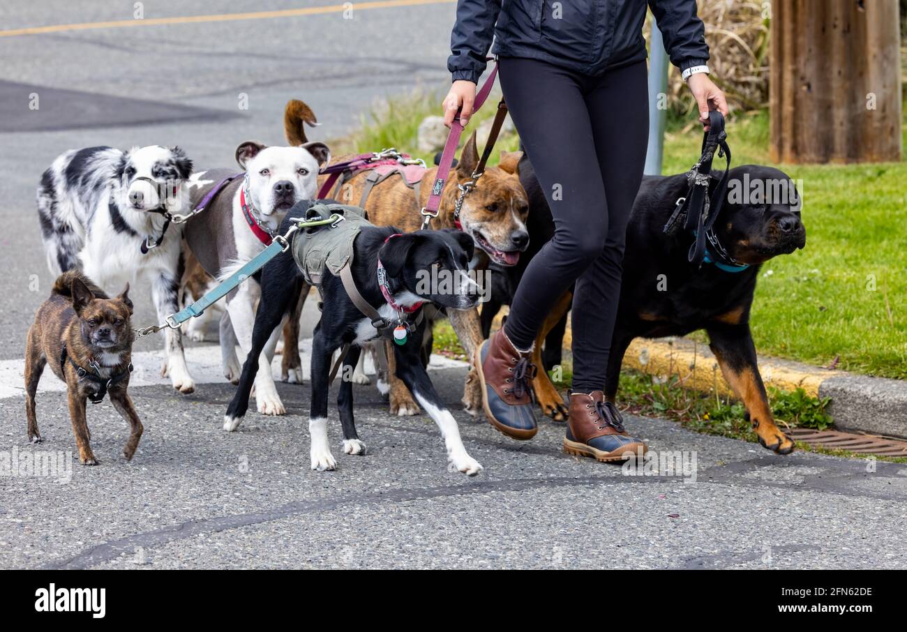 Woman walking a dog pack, Esquimalt, BC, Canada Stock Photo