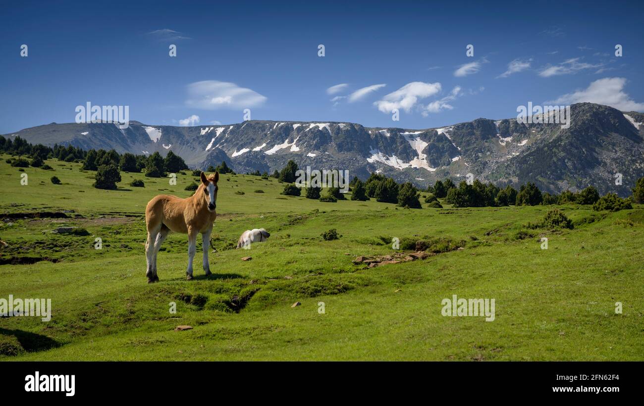 Alpine meadows near the Feixa refuge, between Malniu and Guils-Fontanera ski station, on a spring afternoon (Cerdanya, Catalonia, Spain, Pyrenees) Stock Photo