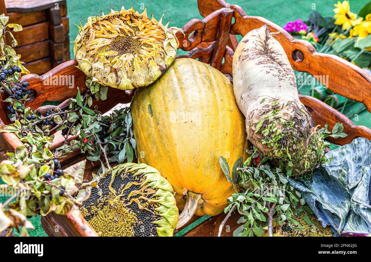 Composition from various colorful fresh autumn vegetables Stock Photo